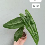 Растения Calathea Makoyana и Alocasia Longiloba — hair slide (photo 2)
