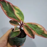 Суккуленты (набор) (photo 6)