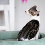 Котенок бенгальской породы — Egyptian cat, tiger cat, tabby (photo 5)