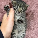 Котёнок в добрые руки — tabby, Egyptian cat (photo 1)