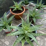 Алоэ в горшках — pot (photo 1)