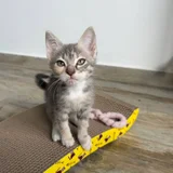 Котенок Лея в добрые руки — Egyptian cat, tabby (photo 2)