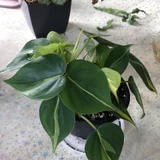 Филодендрон scandens brasil — pot (photo 1)