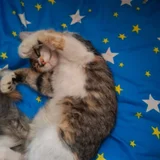 Котята в добрые руки (photo 7)