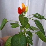 Горшок для цветов — vase, pot, bell pepper (photo 1)
