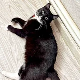 Кошка Юми (photo 10)