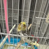 Волнистый попугай с клеткой и всем необходимым — guinea pig, shopping cart (photo 3)