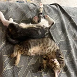 Котята породы египетский мау (photo 7)