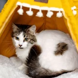Кошка Лия — lynx, Egyptian cat, tiger cat (photo 5)