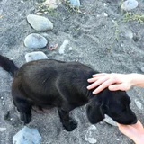 Мама с 6 щенками в добрые руки — flat-coated retriever, schipperke, Labrador retriever (photo 5)