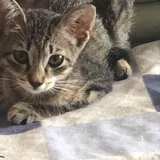 Котенок ищет дом — tabby, Egyptian cat (photo 1)