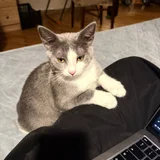 Батуми! это Вишня 🍒 и она ищет дом — Egyptian cat (photo 4)