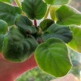 Фиалка/сенполия без бутонов — fig, bell pepper (photo 2)