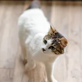 Кошка Лия — lynx, Egyptian cat (photo 4)
