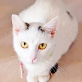 Кошка Тильда (photo 9)