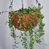 Седум буррито — pot (photo 44)