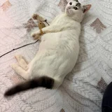 Кошка Минти — kuvasz, Great Pyrenees, Siamese cat (photo 5)