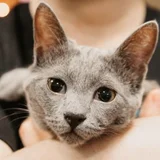 Русский голубой кот Грогу (photo 7)