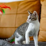 Котенок Ася в добрые руки — Egyptian cat (photo 2)