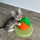 Котенок Лея в добрые руки — bib, tabby, Egyptian cat (photo 3)