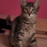 Котёнок Маршалл в добрые руки — Egyptian cat, tabby, tiger cat (photo 3)