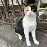 Кошка Ириска, трёхцветная — Egyptian cat (photo 1)