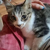 Котята в добрые руки — Egyptian cat, tabby, tiger cat (photo 3)
