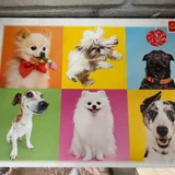 Пазлы Trefl — Pomeranian, Chihuahua (photo 1)