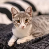 Котенок Юми — Egyptian cat (photo 2)