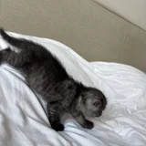 Британский котик — tiger cat, Egyptian cat (photo 3)