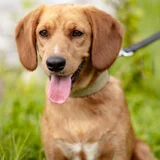 Собака Бейли в добрые руки — golden retriever, redbone (photo 4)