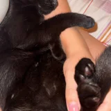 Кошечка Нация в добрые руки (photo 7)