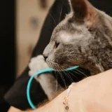 Русский голубой кот Грогу — lynx, Egyptian cat, cougar (photo 4)