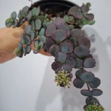 Монстера деликатесная (photo 9)