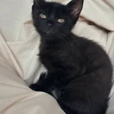 Котёнок Вуглик в добрые руки — Egyptian cat, Persian cat (photo 3)