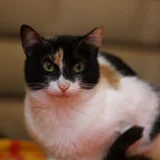 Котка Бяка (photo 7)