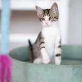 Котёнок Анфиска — Egyptian cat, tabby (photo 4)