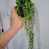 Хлорофитум зеленый (photo 7)
