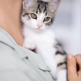 Котёнок Анфиска — Egyptian cat, tabby (photo 1)