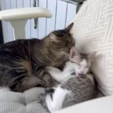 Котенок Ася в добрые руки — tabby (photo 5)