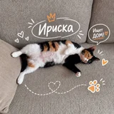 Кошечка Ириска в добрые руки — Brittany spaniel (photo 1)