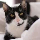 Egyptian cat — Egyptian cat (photo 7)
