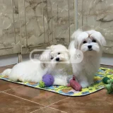 Собака (Мальтийская болонка/Лхаса) — Maltese dog (photo 2)