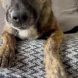 Метис малинуа Ника — Chesapeake Bay retriever, redbone (photo 5)
