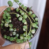 Женское счастье (photo 10)