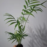 Аспарагус большой (photo 7)