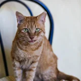 Кот Амур — tiger cat, tabby (photo 5)