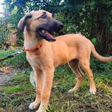 Щенок метис овчарки Арвен — malinois (photo 5)