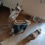 Собака Чихуахуа — toy terrier, Eskimo dog, Chihuahua (photo 4)