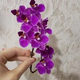Орхидея фиолетового цвета — pinwheel (photo 2)